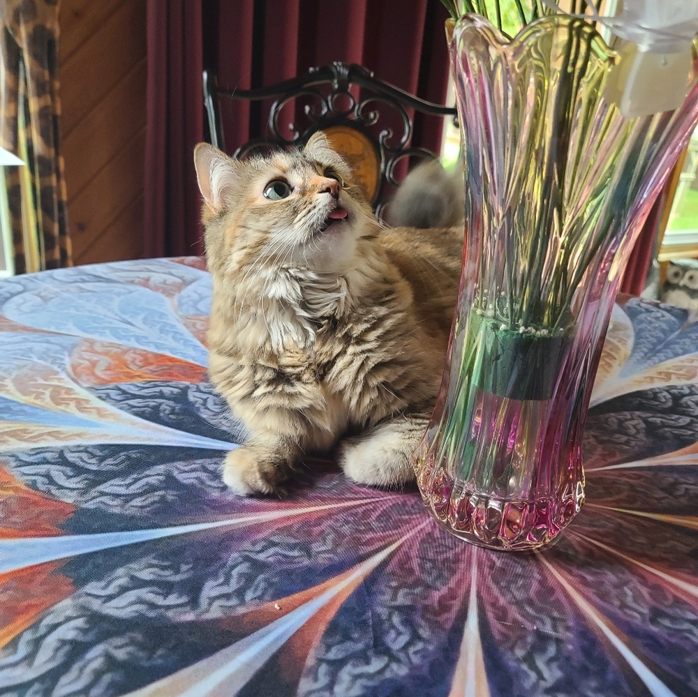 Meet your Posher, Ingrid